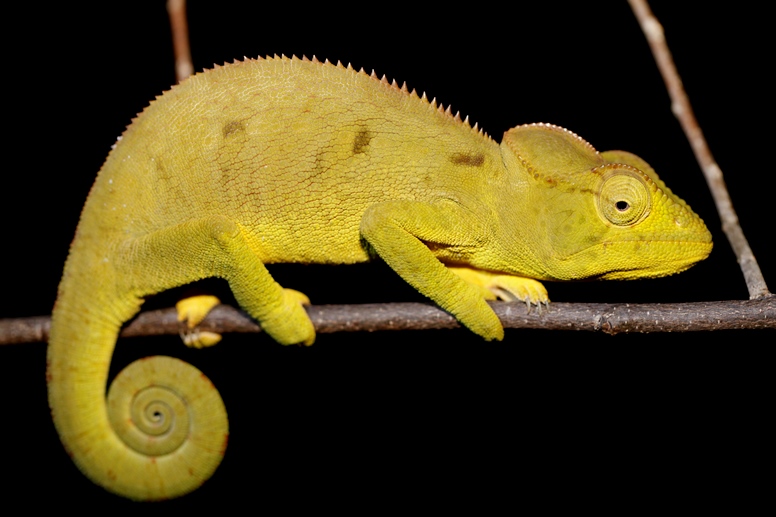 chameleon